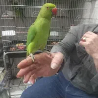 دنیا شاه طوطی ملنگو نر ماده دستی رام سخنگوچشم درشت|پرنده|تهران, استاد معین|دیوار