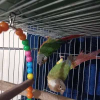 پرنده برزیلی|پرنده|ری, فیروزآبادی|دیوار