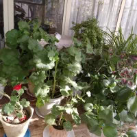 گل زیبا و سر زنده خانگی|گل و گیاه طبیعی|زنجان, |دیوار