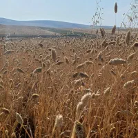 تخم کتان گوشدنی۱۳۰هزارتومان بوجاری شده