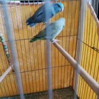 طوطی|پرنده|خمینی‌شهر, |دیوار