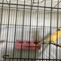 قناری نر ابلغ بشرط
