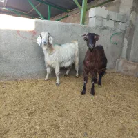 میش بره، شک ورن، بز،گوسفند|حیوانات مزرعه|آبدانان, |دیوار