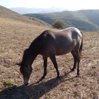 اسب ماده|اسب و تجهیزات اسبسواری|اهر, |دیوار