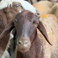 ارزان ترازهمجاگوسفند ارگانیکی پرگوشت بشرط پخت|حیوانات مزرعه|مشهد, کشاورز|دیوار