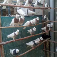 کبوتر طوقی در رنگ های مختلف و کبوتر شامپیون|پرنده|ری, علایین|دیوار