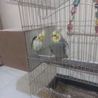 عروس هلندی ۲ جفت۲۵۰۰۰۰۰