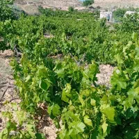 باغ میمی|فروش زمین و ملک کلنگی|شیروان (خراسان), |دیوار