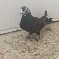 کبوتر نر سیاه کله برنجی