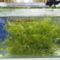 گیاه اکواریوم-ستاره ای|ماهی|تهران, فردوس|دیوار