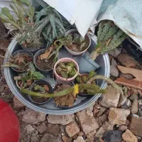 گل و کاکتوس یکجا و به صورت تکی به فروش میرسد|گل و گیاه طبیعی|خوی, |دیوار