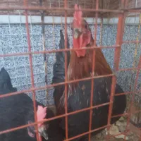 خروس محلی جوان و سرحال۷۰۰چغادک