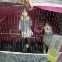 عروس هلندی|پرنده|مشهد, مشکینی (شهرک غرب)|دیوار