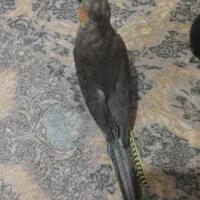 عروس هلندی سه ماهه  گل بقالی