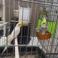 واگذاری عروس هلندی گل باقالی و لوتینو