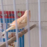 طرح تعویض پرنده های تزیینی|پرنده|مشهد, مصلی (کارمندان اول)|دیوار