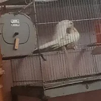 عروس هلندی مولد