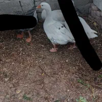 قاز|حیوانات مزرعه|پارسآباد, |دیوار