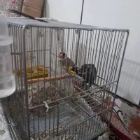 سیره نرشیرین خان