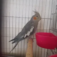 عروس هلندی نر و ماده