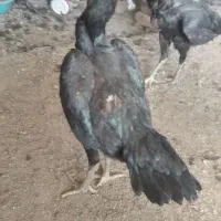 تخم مرغ لاری نطفه دار نسل خوب|حیوانات مزرعه|کرج, حسن آباد|دیوار