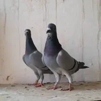 پلاکی درجه یک