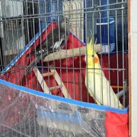 یک جفت عروس هلندی با قفس