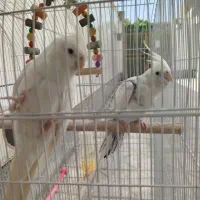 عروس هلندی