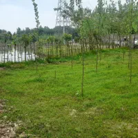 زمین باغی|فروش زمین و ملک کلنگی|تولم شهر, |دیوار