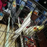 3عدد عروس هلندی|پرنده|اهر, |دیوار