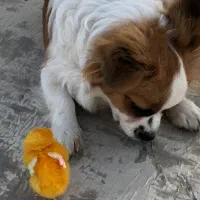 سگ پامر اشپیتز|سگ|سیرجان, |دیوار