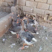 غاز|حیوانات مزرعه|خرمشهر, |دیوار