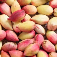 پسته خوشمزه تازه