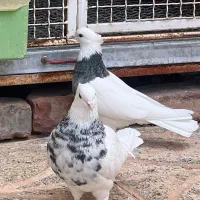 کبوتر طوق هفت رنگ