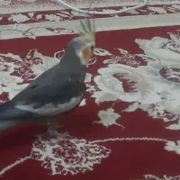 فروش عروس هلندی