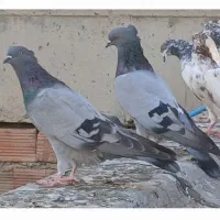 کبوتر|پرنده|پارسآباد, |دیوار