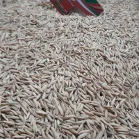 تخم جو کانکا زده