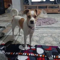 خیلی مهربونه|حیوانات|چهاردانگه (تهران), |دیوار