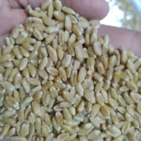 بزر‌گندم‌شیبان|خوردنی و آشامیدنی|اهواز, زرگان|دیوار