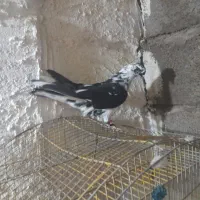 گم شده کبوتر ماده قاره