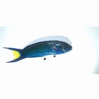 ماهی اکواریوم آب شور جراح دم قیچی