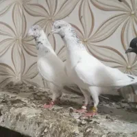 یک جفت هندی بمبویی