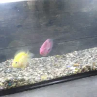 ماهی اکواریوم|ماهی|شاهین دژ, |دیوار