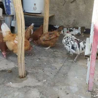 مرغ و خروس|حیوانات مزرعه|اصفهان, خوراسگان|دیوار