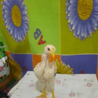 جوجه لاری نژاد برزیلی