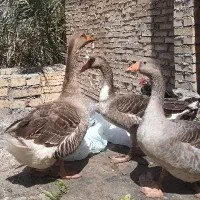 خروس و غاز نر