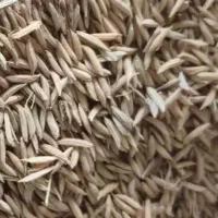 بذر شالی فجر ۹۰ روزه