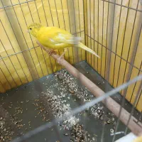 قناری  کاکلی