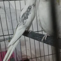 جفت عروس هلندی مولد