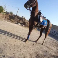اسب نریون|اسب و تجهیزات اسب‌سواری|گناباد, |دیوار